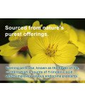 WINSTOWN Natural Herbs Evening Primrose Tea